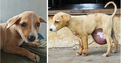 Rahi’s Remarkable Journey: From Stray Pup with a Hernia to Happy and Healthy Dog