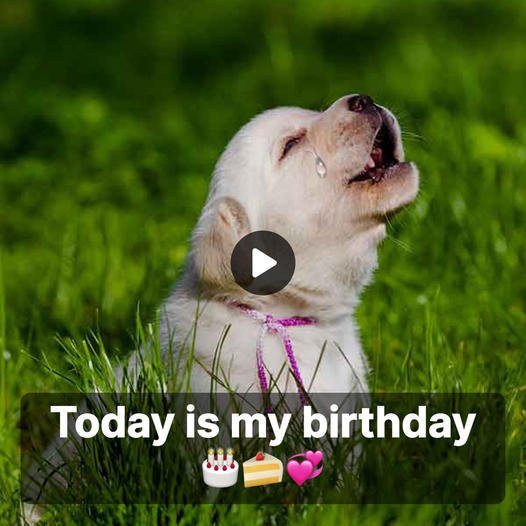 The Heartfelt Quest of a Dog on His Birthday Unveils a Heartrending Truth