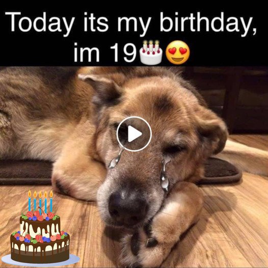 Celebrating the 19th Birthday of a Lonely Pup