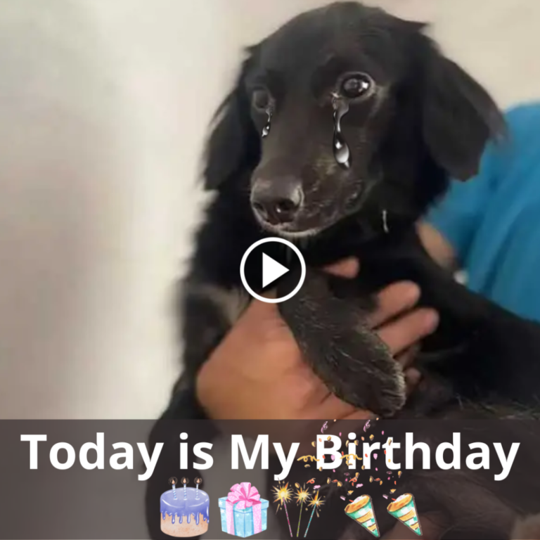 Celebrating the Birthday of a Stray Dog: A Tale of Hope and Resilience