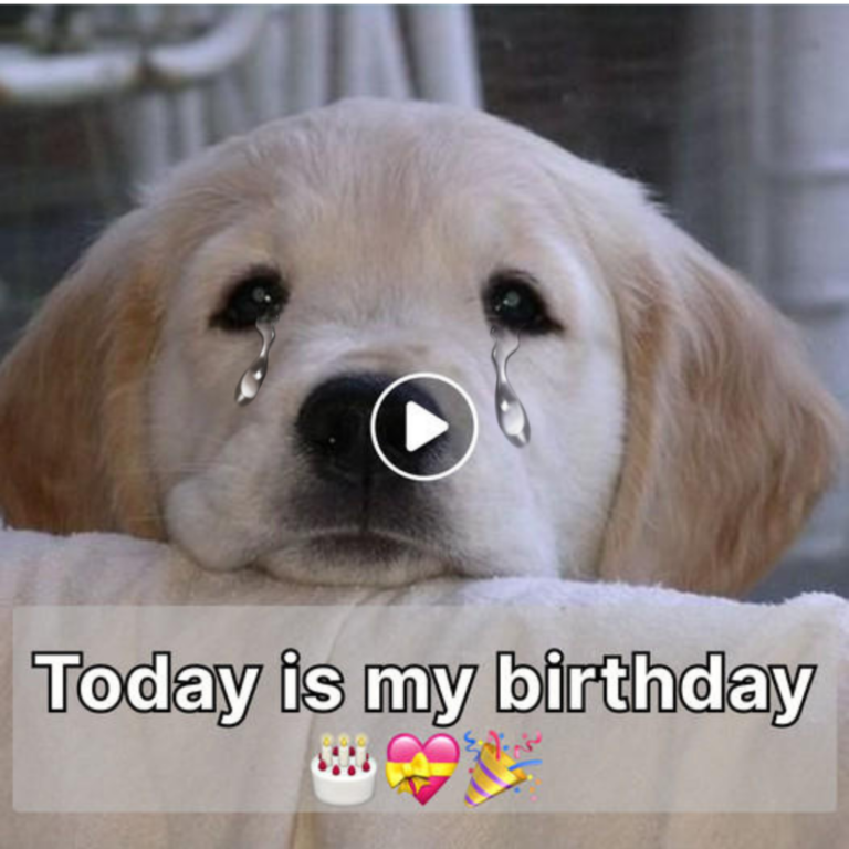 A Lonely Birthday: Honoring the Small Pup with Boundless Heart
