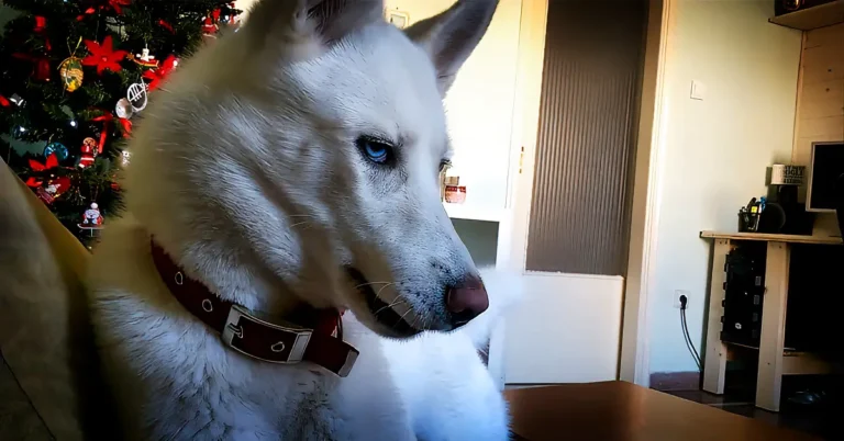 Bossy Husky Gets Furious When Owner Steals Her Spot
