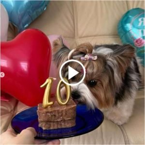 Laila’s 10th Birthday: A Tale of Joy and Unwavering Love