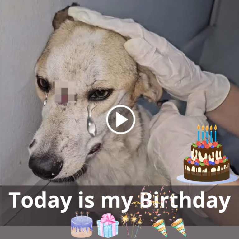 A Stray Dog’s Birthday: An Ode to Resilience and Hope