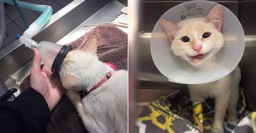 Once Doomed Cat Receives Second Chance at Life Thanks to Kind-Hearted Veterinarians