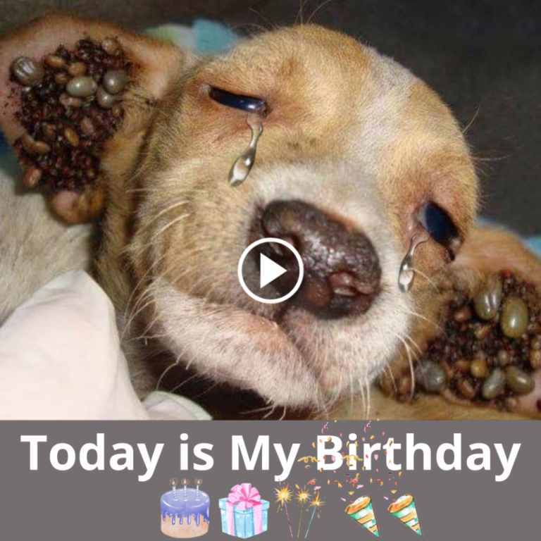 A Heartfelt Birthday Tribute to a Dog Suffering from Numerous Ticks Infesting Its Ears… Forsaken by Its Owner Without Compassion