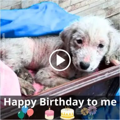 Bear’s First Birthday: A Journey of Resilience and Hope