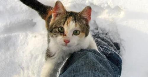 Pregnant Calico Cat’s Harrowing Winter Ordeal Ends in a Heartwarming Rescue