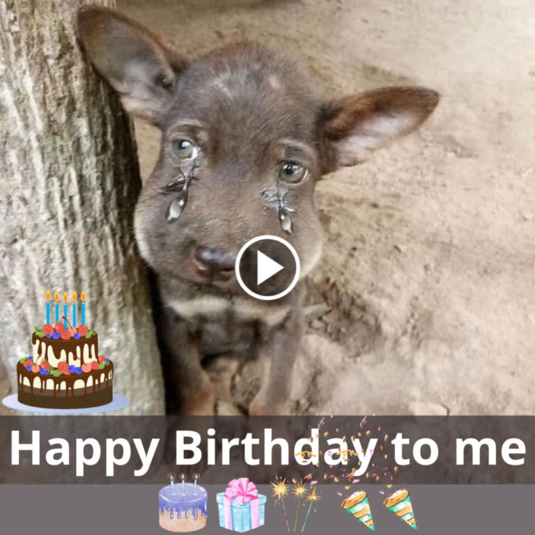 A Compassionate Birthday Tribute to a Lost, Emaciated Dog