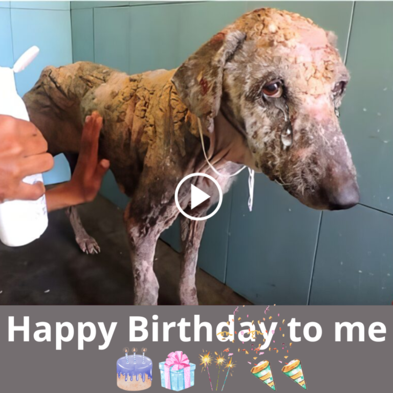 A Stray Dog’s Birthday: A Call for Compassion and Healing