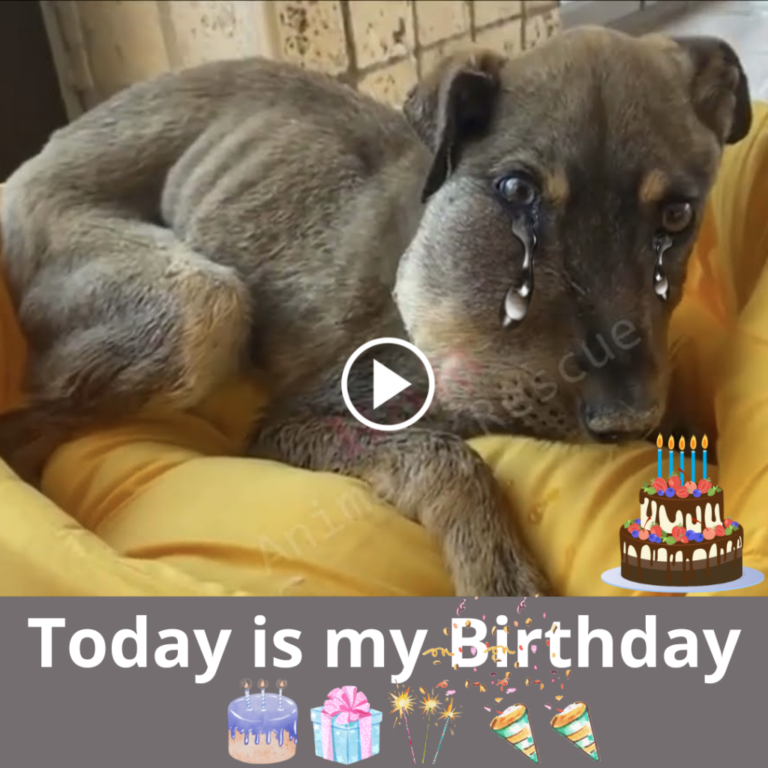 A Stray Dog’s Birthday: A Tale of Resilience Amidst Adversity