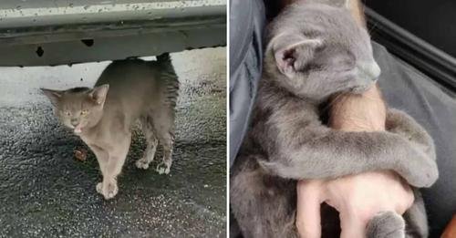 Turning Car Trouble into a Furry Miracle: Man’s Encounter with a Sick Kitten in Dire Need of Rescue