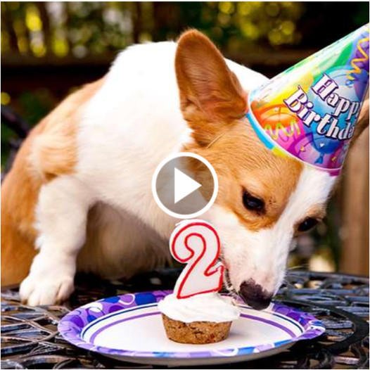 Toby’s Remarkable Birthday Journey with His Loving Forever Family