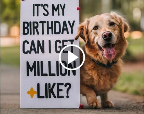 Pawsitively Happy: A Canine’s Tale of Joy on His First Birthday Bash