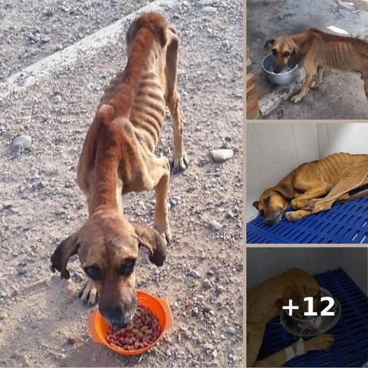 The Heartbreaking Tale of an Emaciated Dog’s Seven-Day Struggle for Survival and the Miraculous Rescue