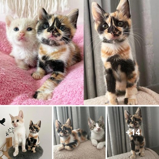 Two months after a kitten with striking markings was discovered wandering outside, her wish for companionship was granted by three more feline friends.
