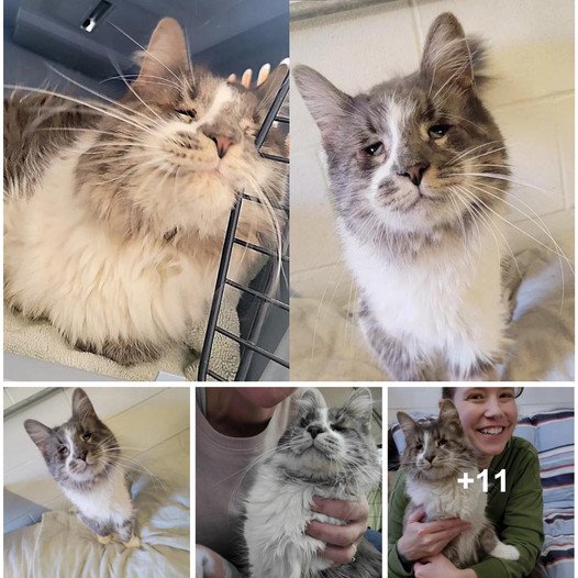 A Two-Year Journey of Persistence: Cat’s Charismatic Visage Finally Earns Him a Forever Home