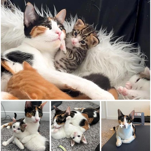 Mother Cat Protects Kittens by Covering Them, Becomes Remarkably Tender When Rescued