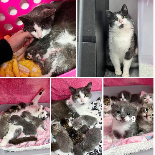 Joy Unfurled: Cat’s Frosty Journey Leads to Warmth with New Kittens
