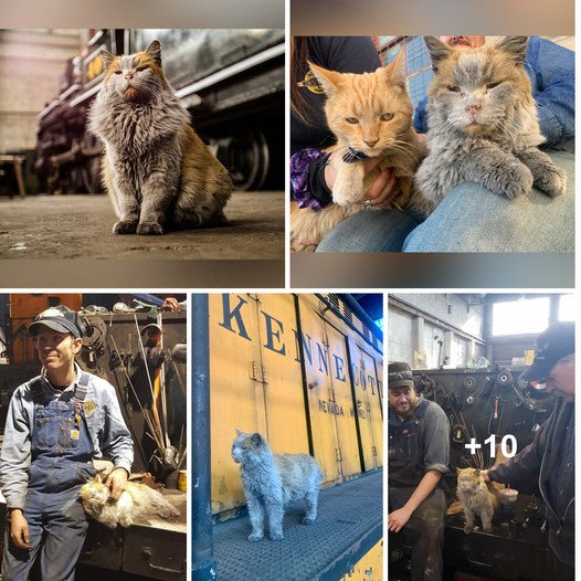 At the Nevada Northern Railway, dive into the world of “Boss Shop Cat” and his apprentice.