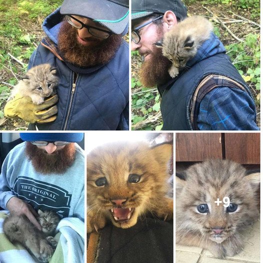Before noticing the large paws, the man saved what he believed to be a kitten.
