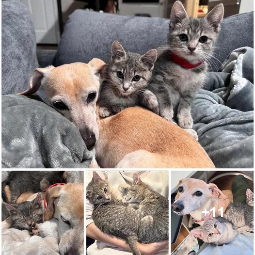 From Abandoned Box to Beloved Laps: The Story of Two Bonded Kittens