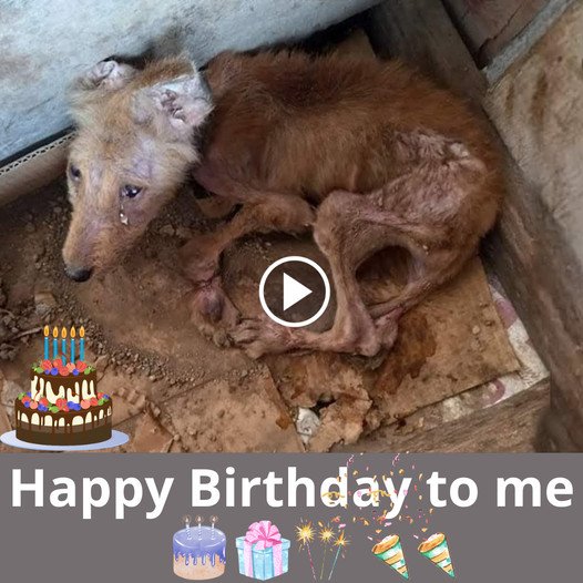 A Stray’s Birthday: An Echo of Compassion and Hope