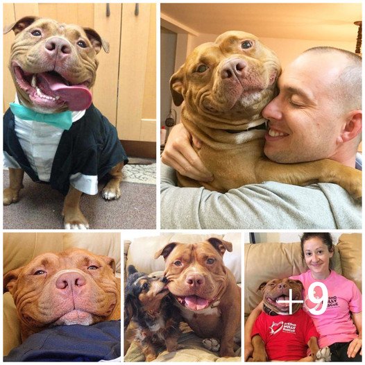 🌟 Meet Meatball: From Shelter to Stardom! 🐾