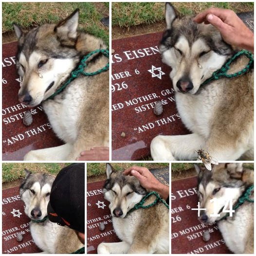 The Heartfelt Grief of a Husky: Mourning at Its Owner’s Tombstone