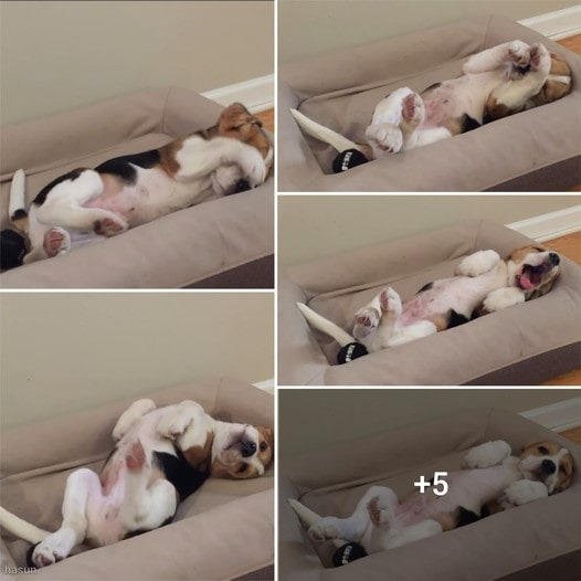 Beagle Pup’s Morning Struggle! Eye-Rubbing Antics