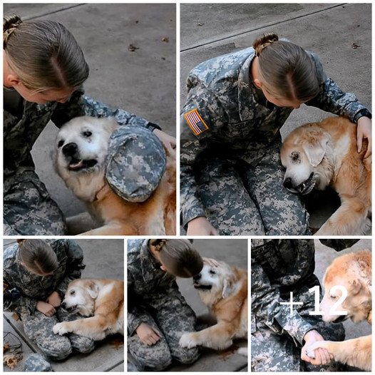 Elderly Dog Overwhelmed with Joy at Soldier Mom’s Homecoming