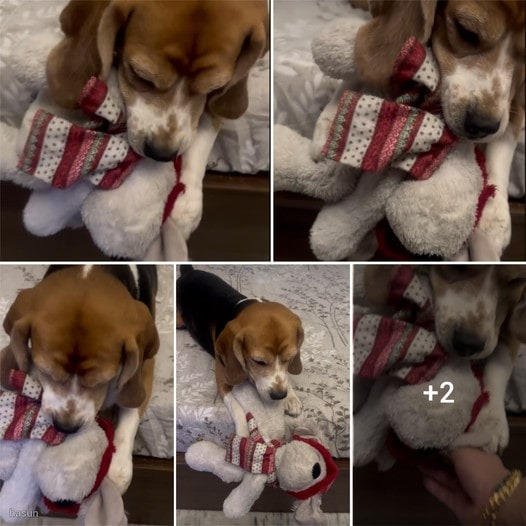 Determined Beagle Protects Beloved Teddy Bear