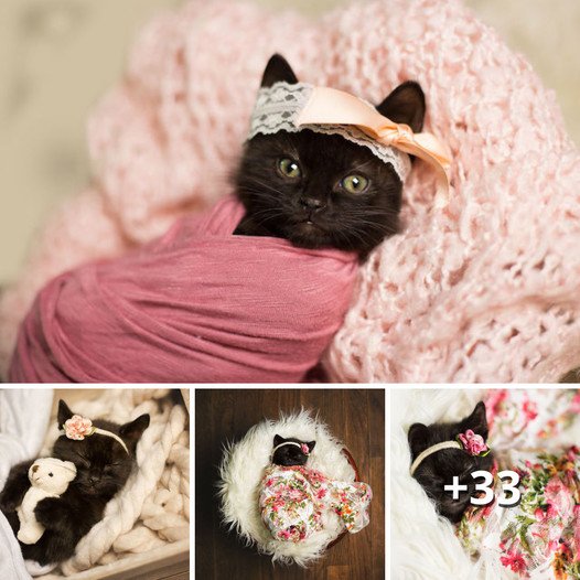 Enthralling Newborn Portrait Session with a Feline Companion: A Tale of Endearing Moments