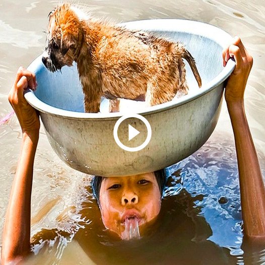 8-Year-Old Homeless Boy Braves Danger to Rescue His Only Friend, a Small Dog, from the Flood