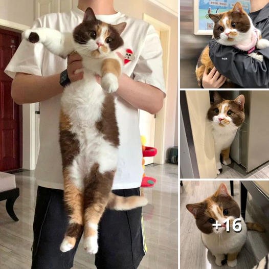 Lur: The Chubby Cat with a Heart of Gold