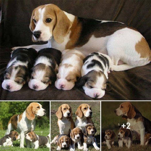 A Mother’s Love: Beagle’s Tender Embrace Welcomes Four Darling Puppies