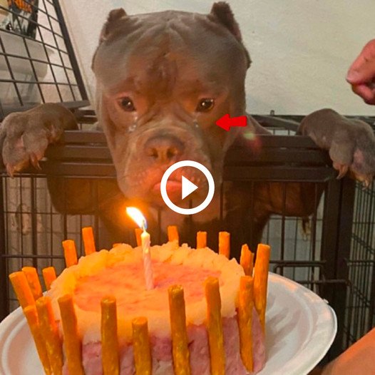 A Homeless Dog’s First Birthday: A Tale of Resilience and Compassion