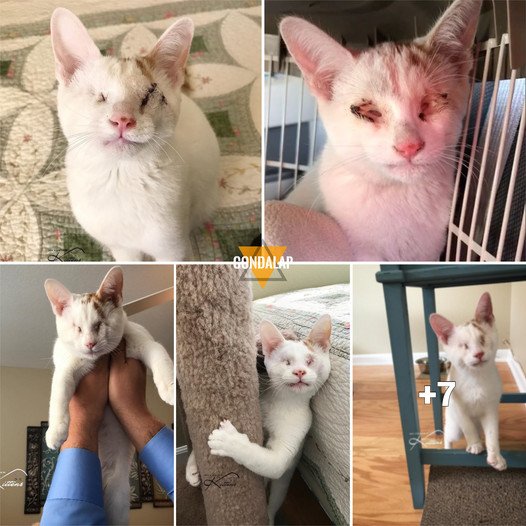 The Heartfelt Journey of a Blind Kitten’s Rescue: A Testament to Everyday Cheer