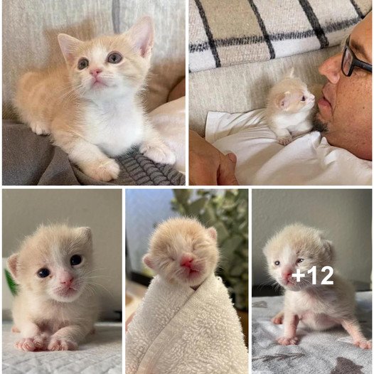 Kitten Rescued After Being Abandoned in a House, Now Thrives with Loving Foster Couple