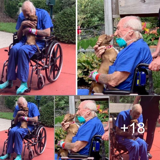Heartwarming Reunion: A Tiny Dog’s Brave Rescue Fosters an Indestructible Connection with His Owner