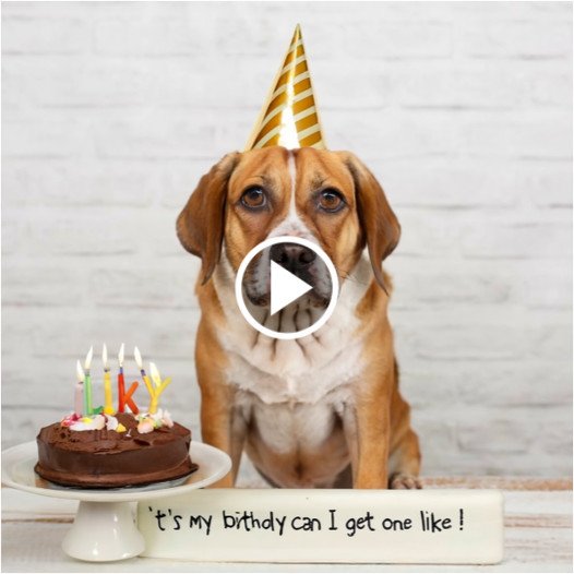 A Tail-Wagging Celebration: One Dog’s Journey to Joy on His First Birthday