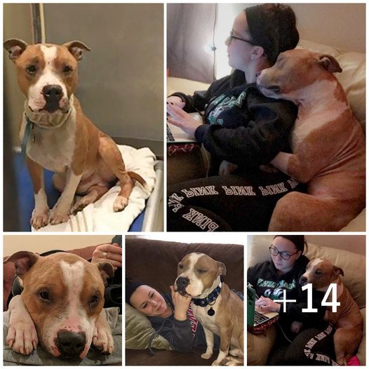 A Woman Rescues a Forlorn Pitbull from a Shelter, and the Dog Expresses His Gratitude Through Constant Embraces