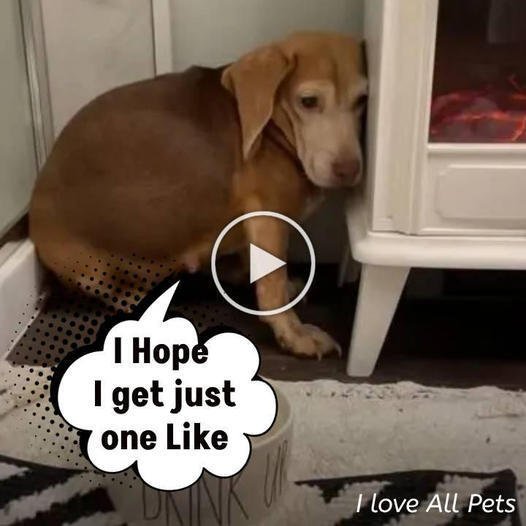 A Senior Beagle’s Redemption: Couple Rescues Abandoned Dog, Offering a Second Chance at Life