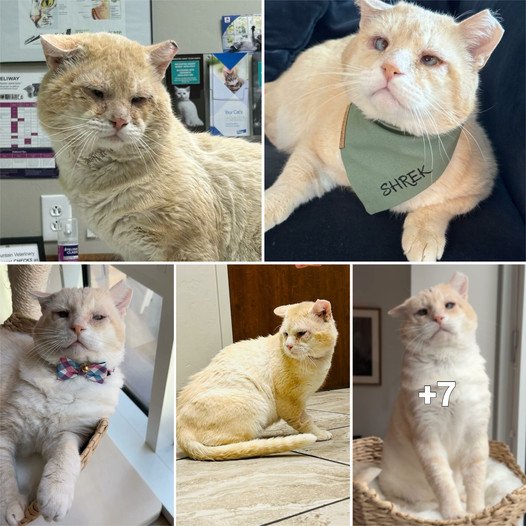 Shrek’s Resilient Journey: A Gentle Cat’s Path to Home