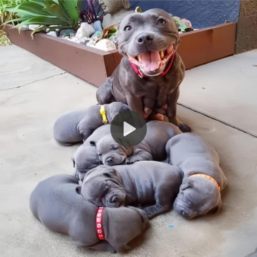 Jubilant Mother Pitbull Welcomes Six Adorable Puppies, Brightening the World