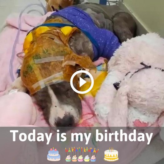 A Memorable Birthday: A Canine’s Festive Day Dampened by Sudden Mishap