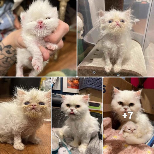 6-Week-Old Kitten’s Adorable Transformation Captivates TikTok