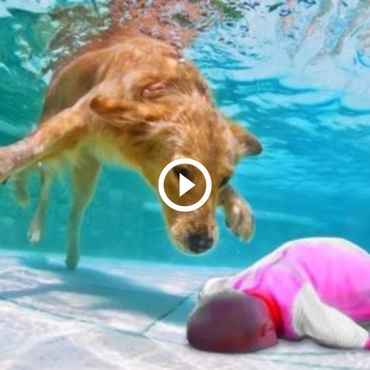 Courageous Canine Saves Drowning Infant, Ignites Waves of Compassion