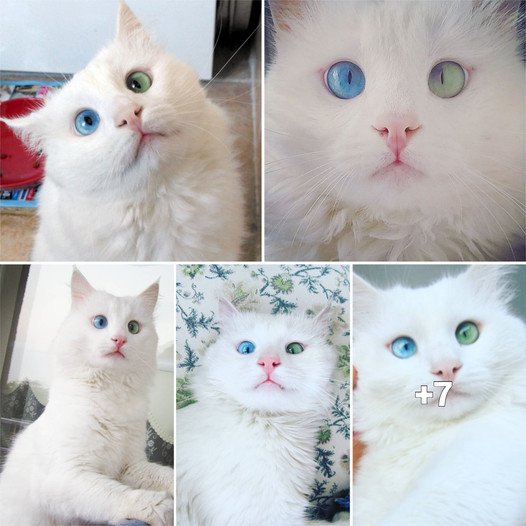 The Mesmerizing Look of a Snow-White Cat with Heterochromia