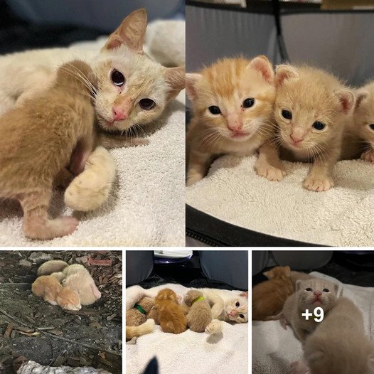 From Plump to Skinny: A Resident’s Discovery of Nearby Kittens